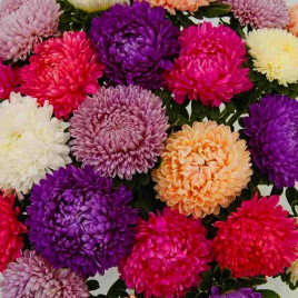 Айстра Б'ютіфул Дей суміш