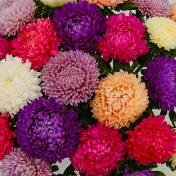 Астра Бьютифул Дей смесь 