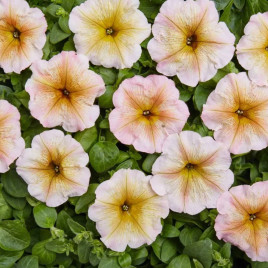 Петунія Інгрід F1 