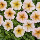 Петунія Інгрід F1 