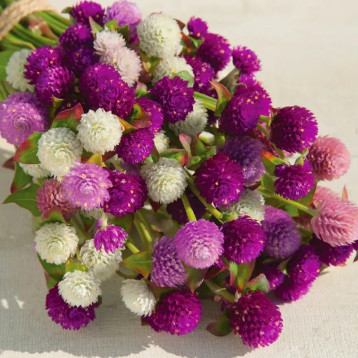 Гомфрена Кіс суміш (mix) 