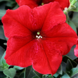 Петуния Ламбада F1 красная (red)