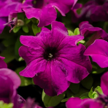 Петуния Лимбо F1 пурпурная