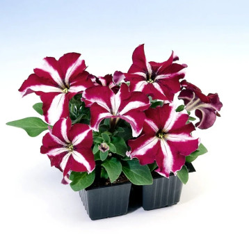 Петуния Танго F1 бургундская звезда