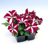 Петунія Танго F1 бургундська зірка