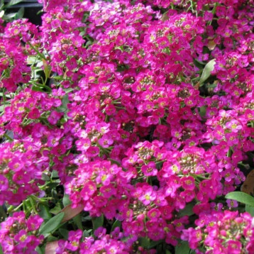 Аліссум Істе Боннет темно-рожевий