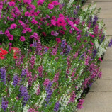 Ангелонія Сереніта суміш (mix)