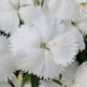 Гвоздика китайская Корона F1 белая (Corona F1 White)