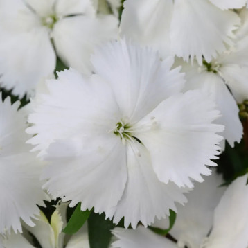 Гвоздика китайская Корона F1 белая (Corona F1 White)