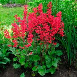 Гейхера Рубінові дзвіночки