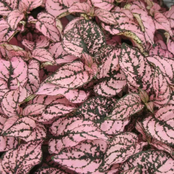 Гіпоестес Конфіті малиновий 