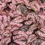 Гипоэстес Конфетти малиновый