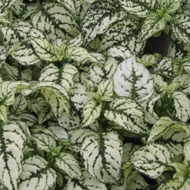 Гипоэстес Конфетти белый (white)