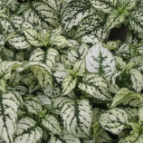 Гипоэстес Конфетти белый (white)