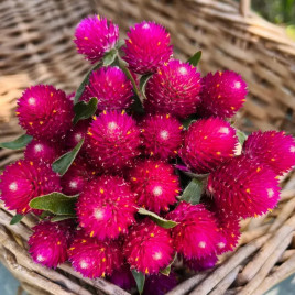 Гомфрена Кис карминовая (QIS Carmine)