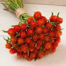 Гомфрена Кис оранжевая (QIS Orange)