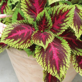 Колеус Конг F1 рожевий (Kong F1 Rose)