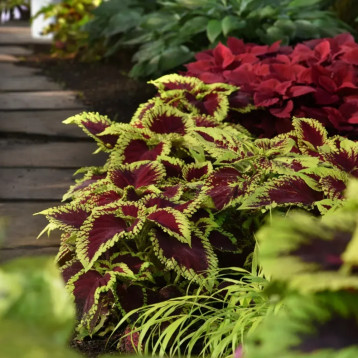 Колеус Конг F1 Скарлет (Kong F1 Scarlet)