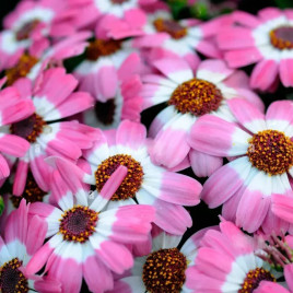 Перікалліс Стар Варс F1 (Star Wars) малиновий з прожилками