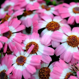 Стар Вос F1 (Star Wars) малиновый с прожилками семена перикаллиса 25см (Sakata)