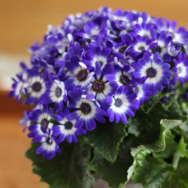 Перікалліс Стар Варс F1 (Star Wars) синій з прожилками