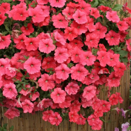 Вельвет F1 лососева з прожилками насіння петунії ампельної (Cerny)