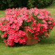 Вельвет F1 лососева з прожилками насіння петунії ампельної (Cerny)