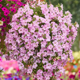 Даймонд F1 перлинове сяйво насіння петунії ампельної (Cerny)