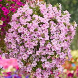 Петуния Даймонд F1 жемчужное сияние