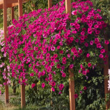 Даймонд F1 пурпурная (фиолетовая) семена петунии грандифлора ампельной тип Сурфиния 80-100см (Cerny)