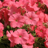 Петуния Лавина F1 лососевая (salmon)