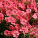 Петунія Лавина F1 лососева (salmon) 