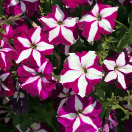 Лавина F1 пурпурова зірка насіння петунії ампельної (Cerny)