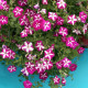 Лавина F1 пурпурная звезда (purple star) семена петунии ампельной (Cerny)