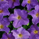 Петунія Дрімс F1 небесно-синя 