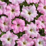 Петунія Містрал F1 перлі 