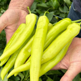 Перец горький Хотстар F1