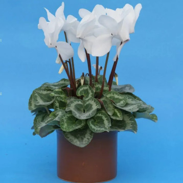 Цикламен білий (white) 