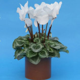 Цикламен белый (white)