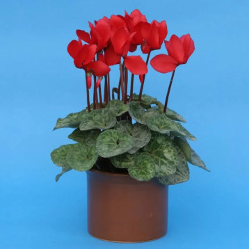 Цикламен пурпурный (фиолетовый)