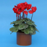 Цикламен пурпурный (фиолетовый)