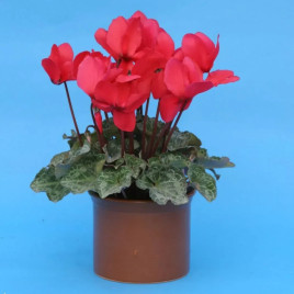 Цикламен Перла фон Целендорф темно-лососевый