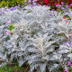 Цинерария Сильвердаст