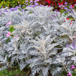 Цинерарія Сільвердаст 