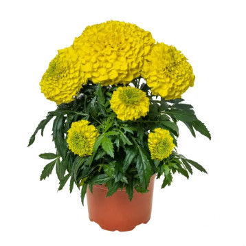 Инка 2 F1 желтые (Yellow) семена бархатцев 30-35см однол. (Syngenta)