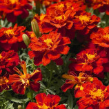 Чорнобривці Сафарі червоні 