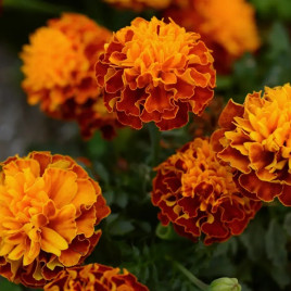 Чорнобривці Хот Пак Гармоні