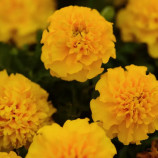 Чорнобривці Хот Пак Голд