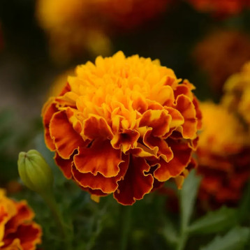 Чорнобривці Хот Пак Спрай