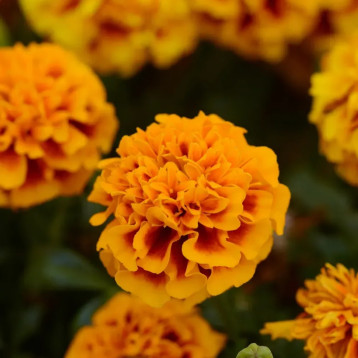 Чорнобривці Хот Пак Флейм